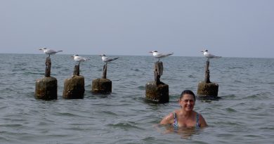 Gaviotas a discreción
