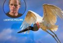 Libertus Polling: Fotografía de Aves
